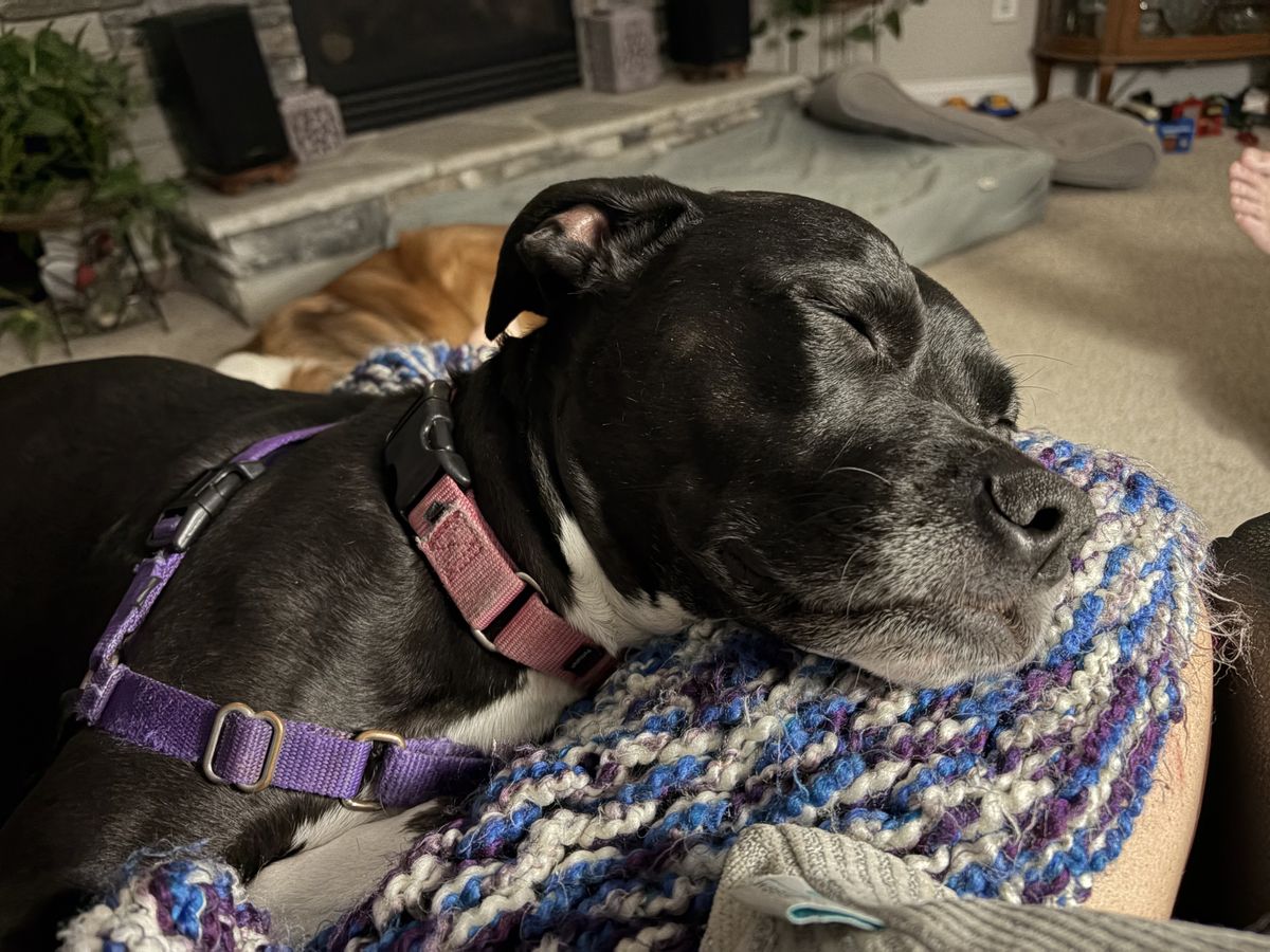 A Black Pitbull Mix Dog