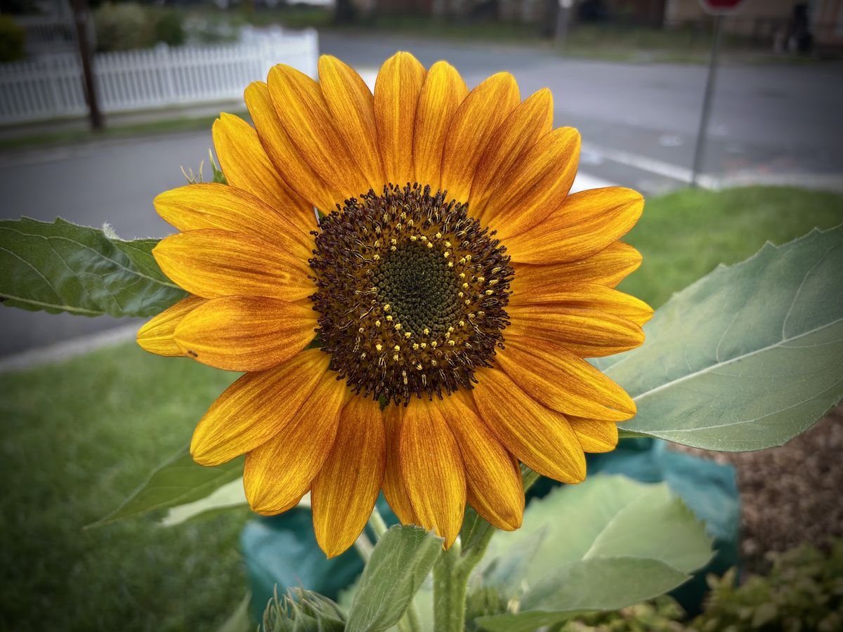 A newly bloomed orange/yellow sunflower.