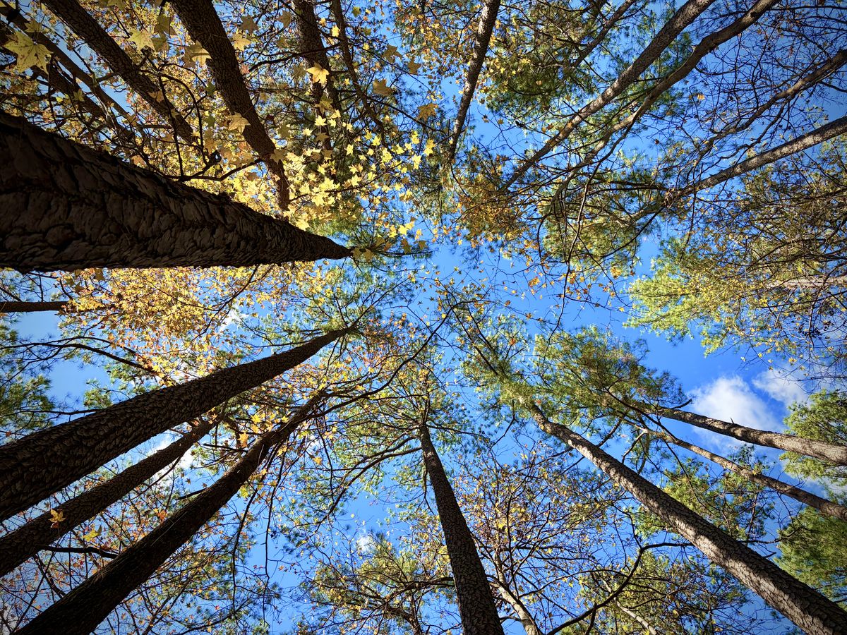 Looking up at Trees
