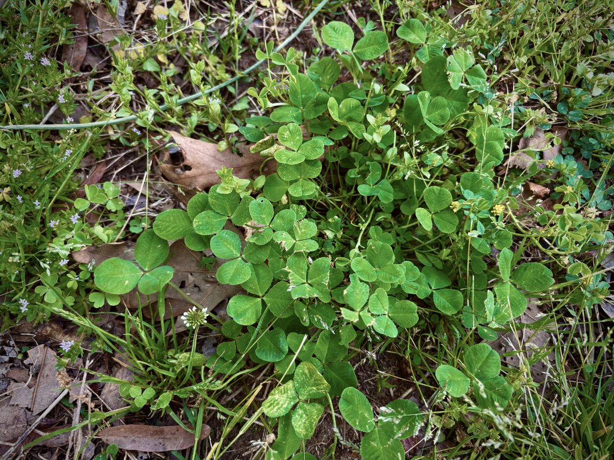 A mix of plants on the ground.