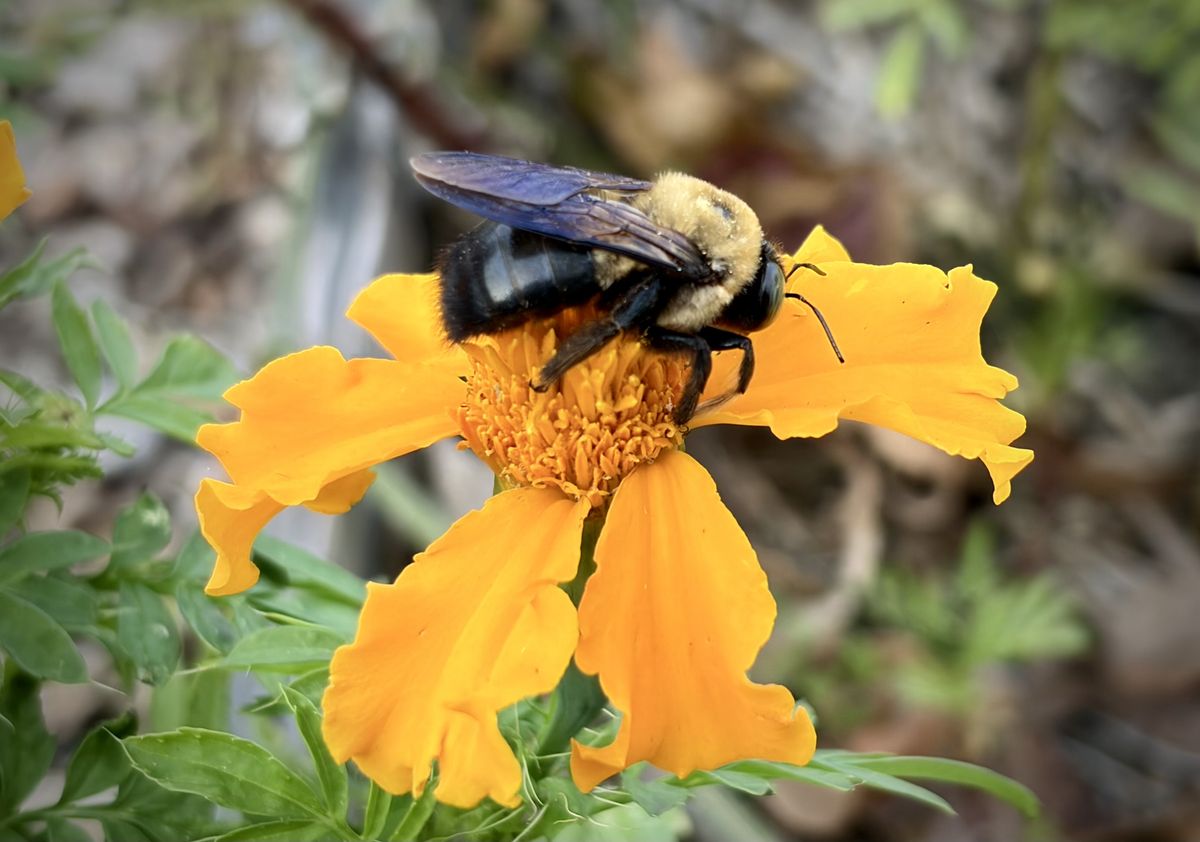 A bee on a flower