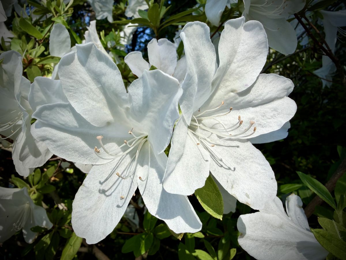 Two white flowers on a blooming tree.