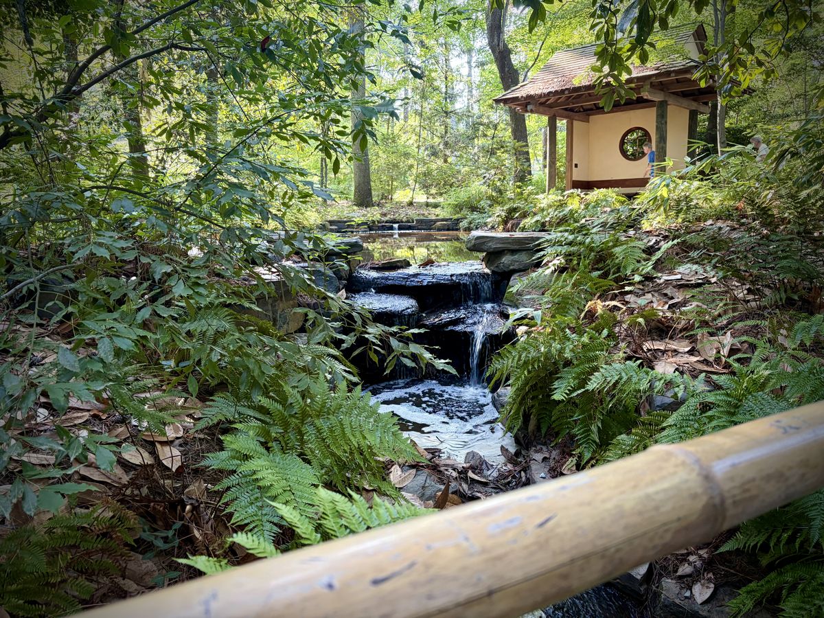 Lush water feature in a Japanese Garden